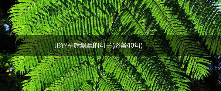 形容军旗飘飘的句子(必备40句),第1张