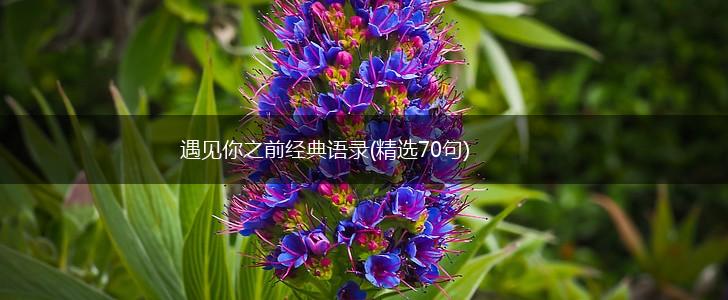 遇见你之前经典语录(精选70句),第1张