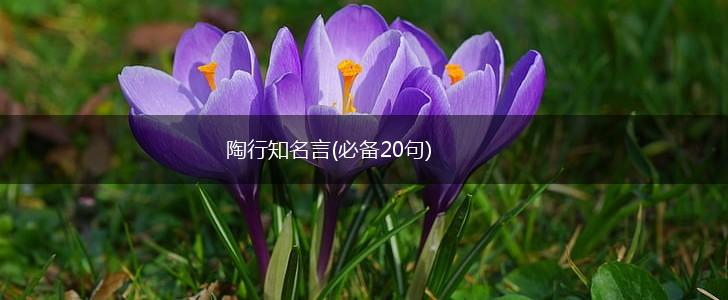 陶行知名言(必备20句),第1张