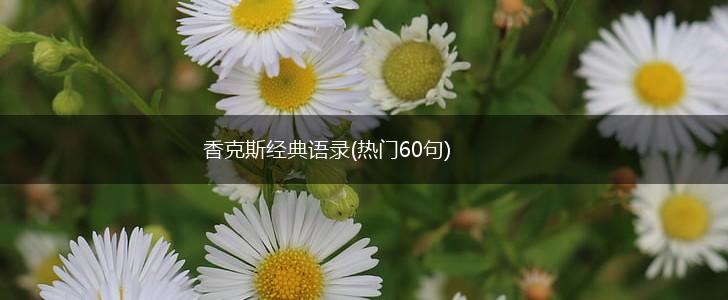 香克斯经典语录(热门60句),第1张