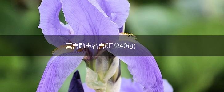 莫言励志名言(汇总40句),第1张