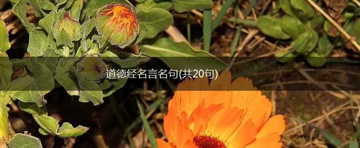 道德经名言名句(共20句),第1张