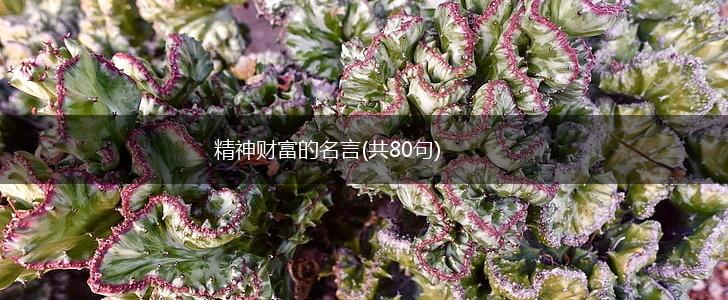 精神财富的名言(共80句),第1张 精神财富的名言(共80句),第1张