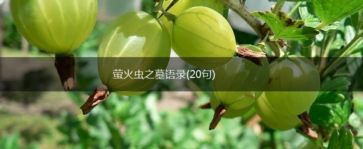 萤火虫之墓语录(20句),第1张