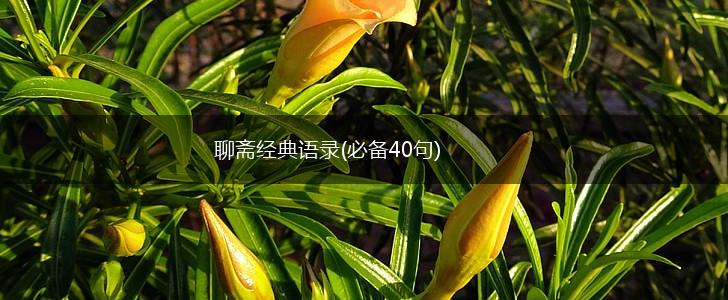 聊斋经典语录(必备40句),第1张