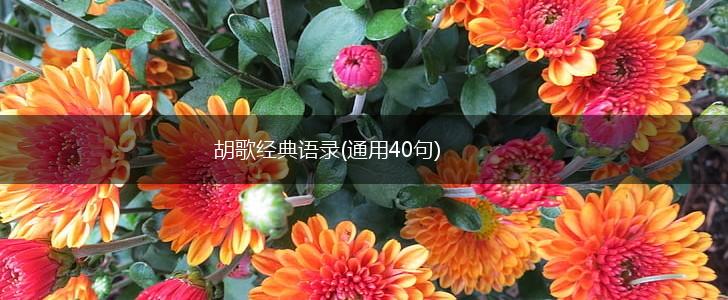 胡歌经典语录(通用40句),第1张