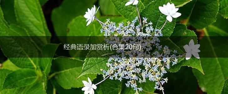 经典语录加赏析(合集20句),第1张