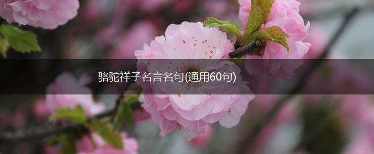 骆驼祥子名言名句(通用60句),第1张