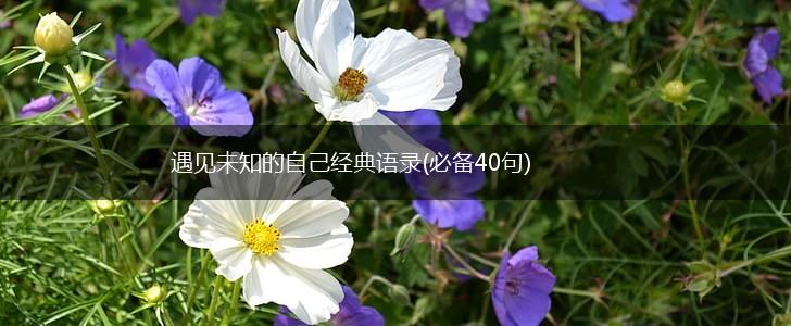 遇见未知的自己经典语录(必备40句),第1张