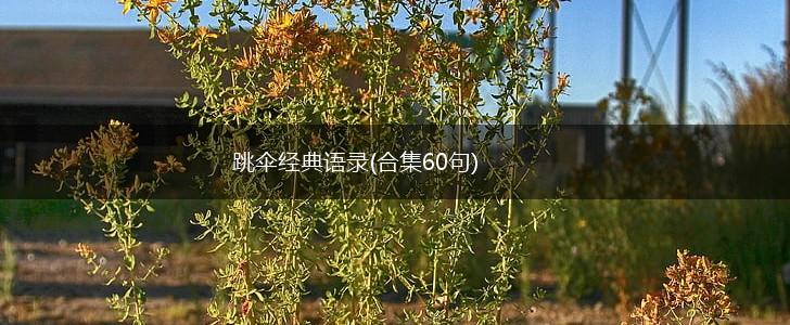 跳伞经典语录(合集60句),第1张
