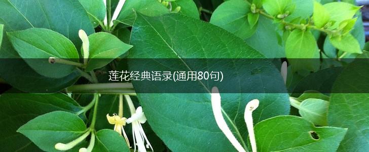 莲花经典语录(通用80句),第1张