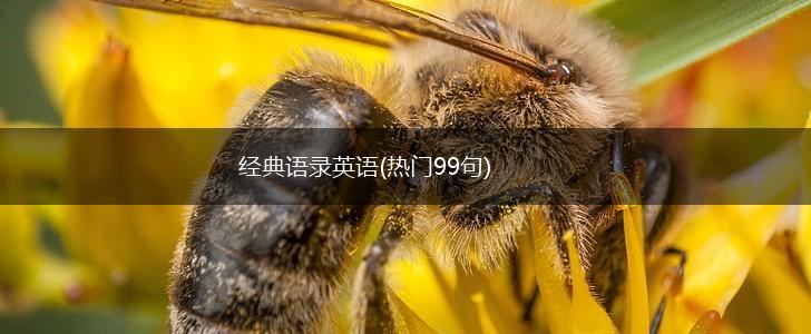 经典语录英语(热门99句),第1张