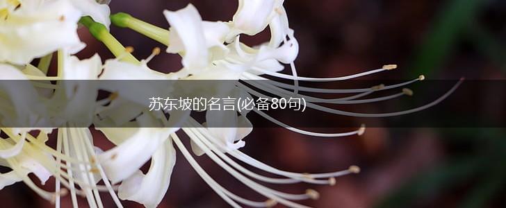 苏东坡的名言(必备80句),第1张