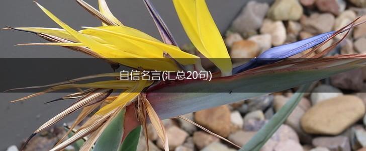 自信名言(汇总20句),第1张 自信名言(汇总20句),第1张