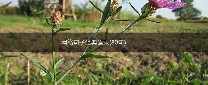 网络句子经典语录(80句),第1张