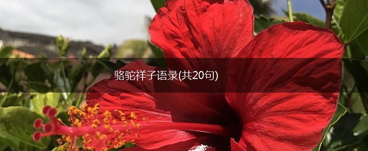 骆驼祥子语录(共20句),第1张