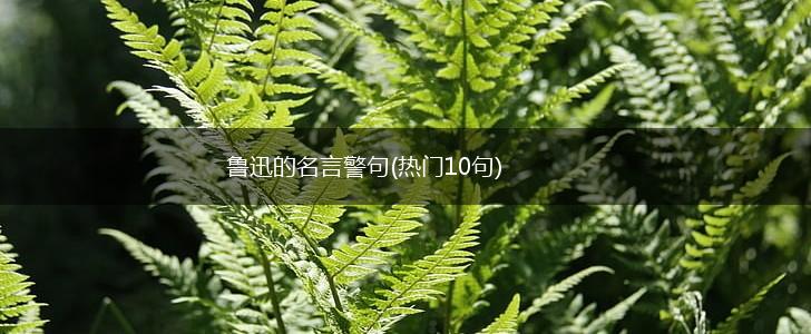 鲁迅的名言警句(热门10句),第1张