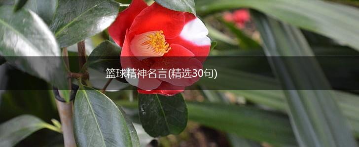 篮球精神名言(精选30句),第1张