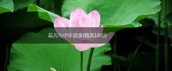 花儿与少年语录(精选10句),第1张