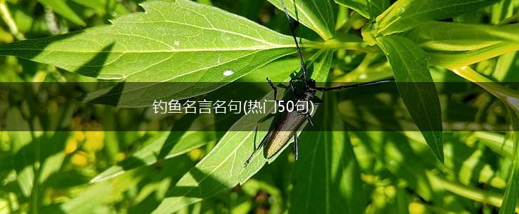 钓鱼名言名句(热门50句),第1张