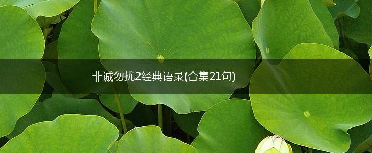 非诚勿扰2经典语录(合集21句),第1张