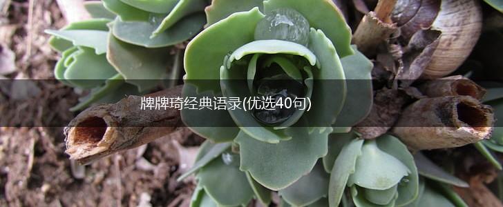 牌牌琦经典语录(优选40句),第1张