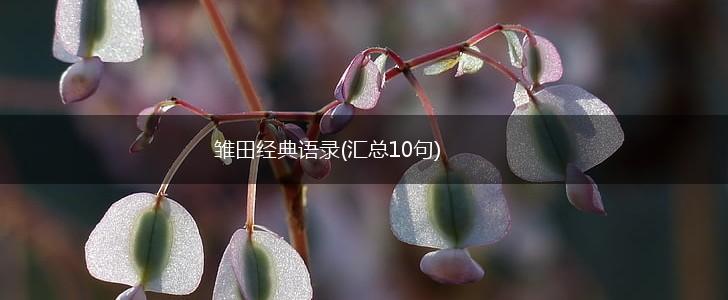 雏田经典语录(汇总10句),第1张