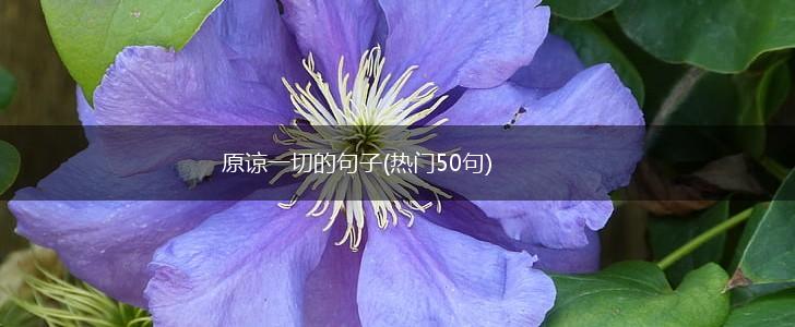 原谅一切的句子(热门50句),第1张
