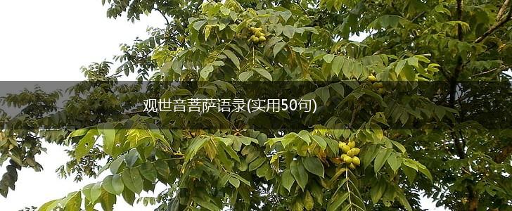 观世音菩萨语录(实用50句),第1张