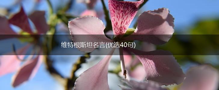 维特根斯坦名言(优选40句),第1张