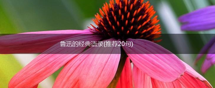 鲁迅的经典语录(推荐20句),第1张