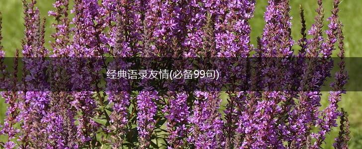 经典语录友情(必备99句),第1张