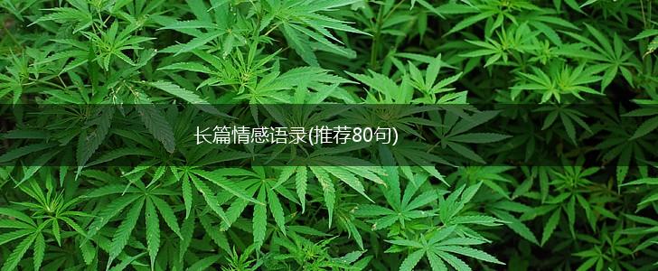 长篇情感语录(推荐80句),第1张