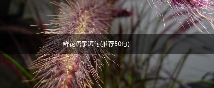 鲜花语录短句(推荐50句),第1张