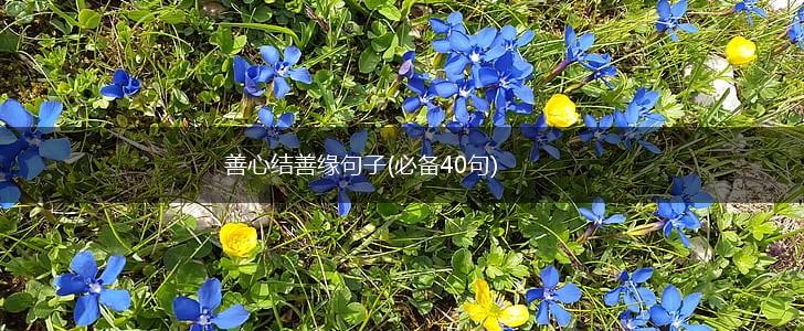 善心结善缘句子(必备40句),第1张