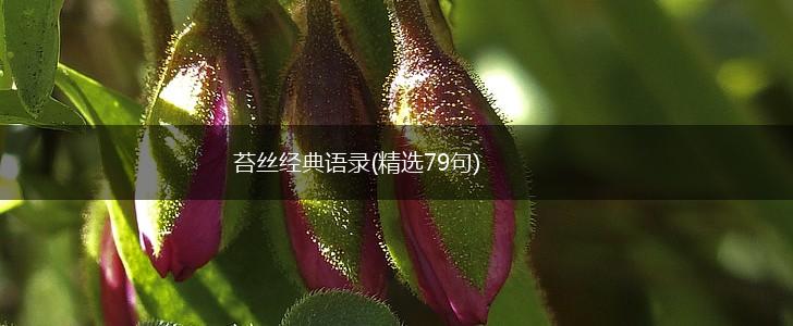苔丝经典语录(精选79句),第1张