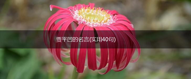 贾平凹的名言(实用40句),第1张 贾平凹的名言(实用40句),第1张