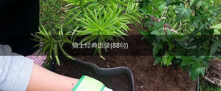 骑士经典语录(88句),第1张