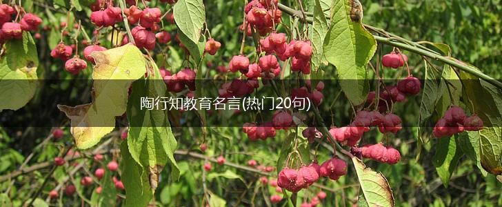 陶行知教育名言(热门20句),第1张