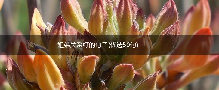 姐弟关系好的句子(优选50句),第1张