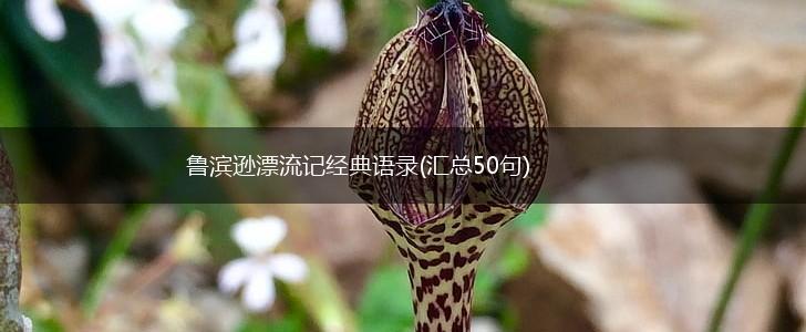 鲁滨逊漂流记经典语录(汇总50句),第1张