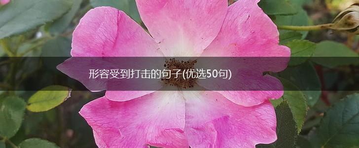 形容受到打击的句子(优选50句),第1张