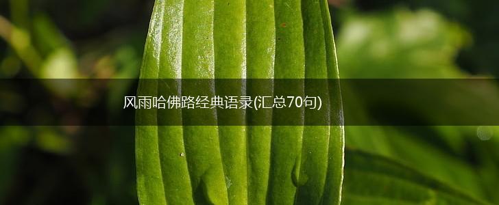 风雨哈佛路经典语录(汇总70句),第1张