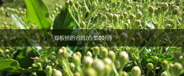 郑板桥的名言(合集80句),第1张 郑板桥的名言(合集80句),第1张