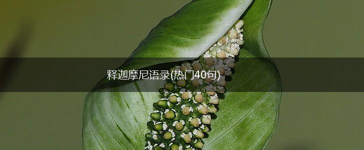 释迦摩尼语录(热门40句),第1张