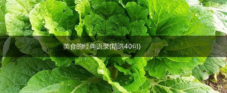 美食的经典语录(精选40句),第1张