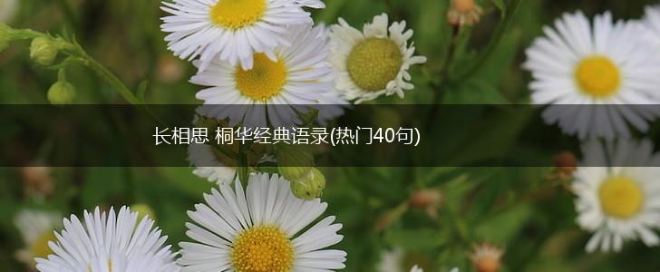 长相思 桐华经典语录(热门40句),第1张