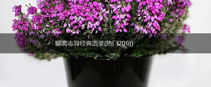 聊斋志异经典语录(热门20句),第1张