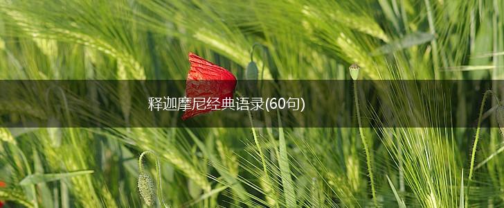 释迦摩尼经典语录(60句),第1张