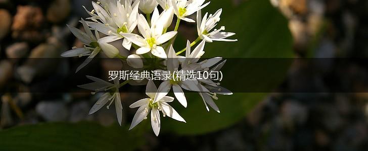 罗斯经典语录(精选10句),第1张